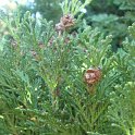 Chamaecyparis lawsoniana 'Allumii' rameau